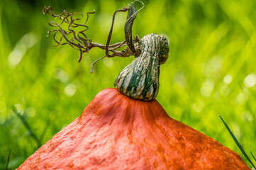 Close-up of an isolated pumpkin in the garden. gorgeous green blurred background