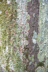 Wall Mural - Bark of Monkey Jack or Perian Tree (Artocarpus rigidus)