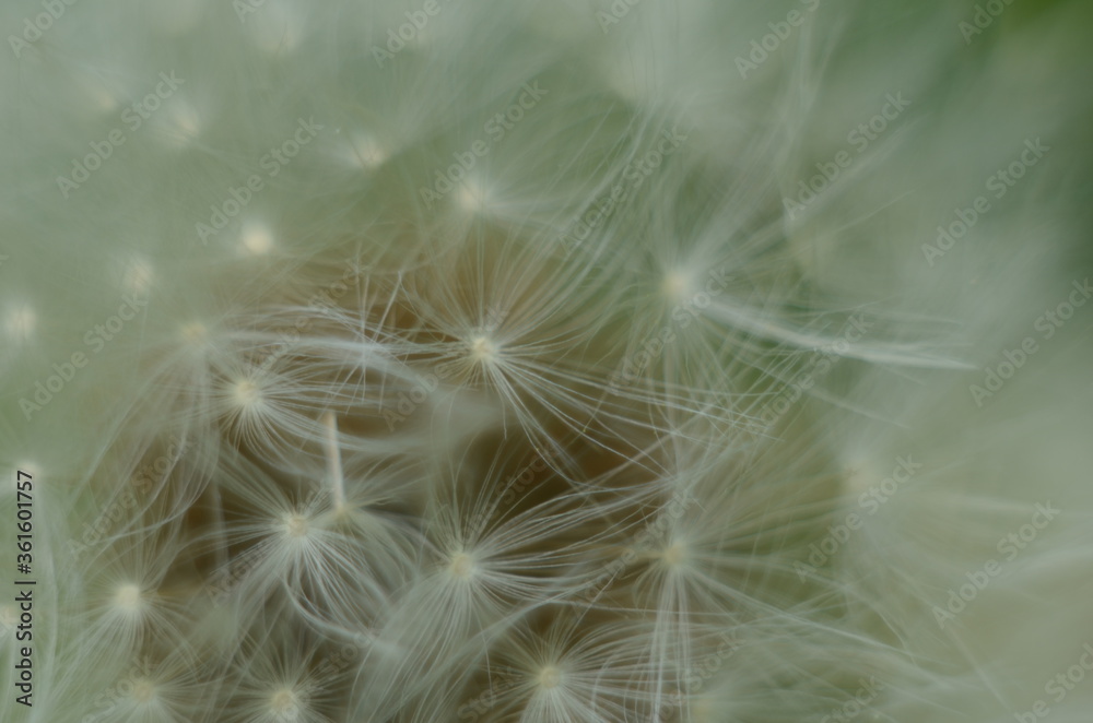 Dandelion Details. Drops of dew on a dandelion. Drops. Macro photo. Raindrops. Ripe dandelion seeds. Drops on white air umbrellas. Dandelion seeds are scattered. Reflection drop - obrazy, fototapety, plakaty 