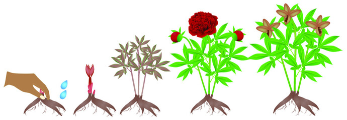 Wall Mural - Cycle of growth of red peony plant on a white background.