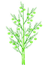 Asparagus Branches With Green Berries On A White Background.