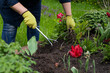© Model Republic - female gardener loosens soil in flowerbed among flowers for planting plants amidst a green countryside. Gardening concept. anti-stress cure concept open air free time concept. blogging concept