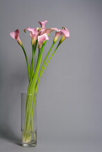 Bouquet Of Pink Calla Lilies In Glass Vase On Gray Background, Greeting Or Gift Concept, Selective Focus