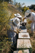 Beekeepers Working To Collect Honey. Organic Beekeeping Concept.