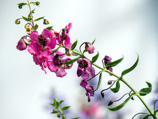 Wall Mural - Angelonia, Angelonia angustifolia,  is a genus of about 30 species which occur from Mexico to Argentina and is classified in the Plantaginaceae