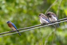 Three Birds On A Wire. Blue Bird And Baby Blue Jay
