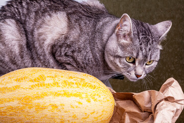 Ripe fresh melon on paper and a beautiful gray cat near her