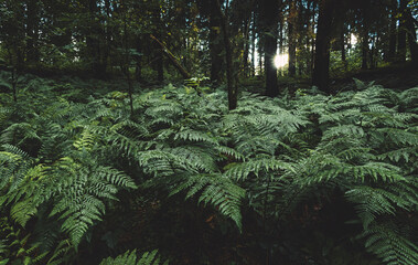 Landscape background with bushes of dark green fern in the coniferous forest after rain. The feeling of silence, calm and relaxation from the bustle