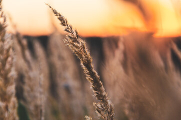 Silhouettes of grass on a background of sunset sky