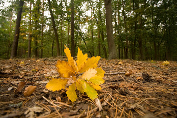 Colorful autumn oak forest, Poland.