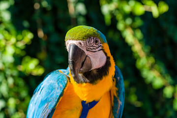 Blue & Gold Macaw parrot ; Ara ararauna