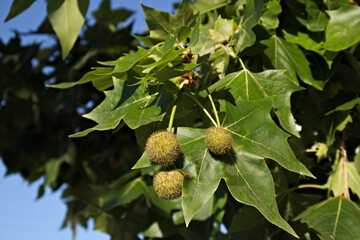 Close-up of the fruits and leaves of a specimen of Platanus × acerifolia