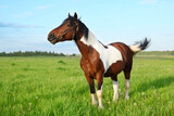 Fototapeta Konie - Gorgeous paint horse in the pasture, on a natural background of a green meadow and blue sky.