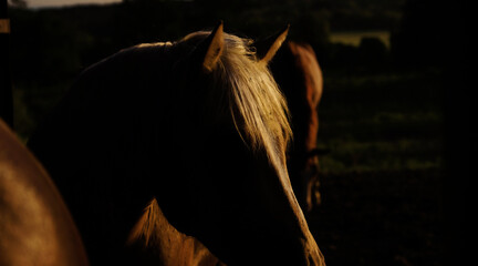 Wall Mural - Silhouette of young horse close up during sunrise, tranquil farm scene.