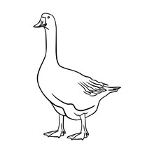 Goose Drake Doodle. Light Text Space. Outline Black Hand Drawn Village Aquatic Neck Plumage Fauna Fly Logo Emblem Design. Retro Art Doodle Cartoon Print Style. Closeup View