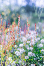 Multicoloured Wildflowers Blooming In The Meadow