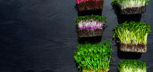 Wall Mural - microgreens sprouts on wooden background