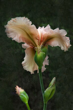 Peach Colored Iris And Stem 