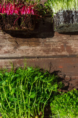 Wall Mural - microgreens sprouts on wooden background