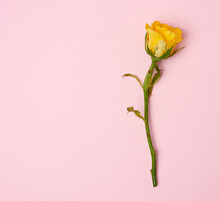 Blooming Yellow Rose With Green Leaves On A Pink Background