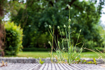 Une mauvaise herbe sur le plancher