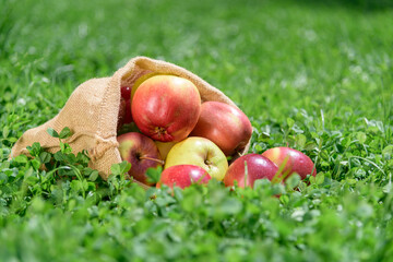 sackcloth bag with farmer apples outdoors