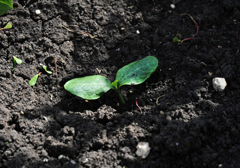 a small green leaf on a black ground,green little zucchini sprout