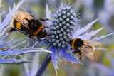 Fototapeta Londyn - Blue eryngium is top summer bee plant. Dozens of honeybees on blossom collect nectar for their winter food Garden border perennial flower gets bigger and better every year and attracts butterflies too