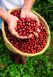 Woman hands showing delicious coffee berries, fresh harvest