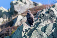 An Immature Bald Eagle Perched On A Rock Cliff With Blue Sky And Ground Covering In The Background.  The Bird Has Mostly A Dark Heads And Tail, Brown Wings And Its Body Is Mottling With White Feathers