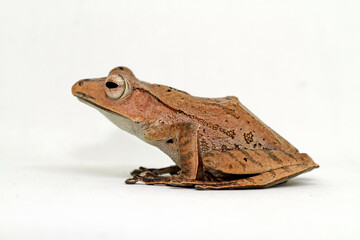 Wall Mural - Polypedates otilophus, borneo eared tree frog with white background