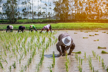 Farmers are planting rice in the rice paddy field in the morning.