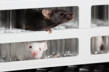 Wall Mural - Mice play on tube rack in laboratory, with black background