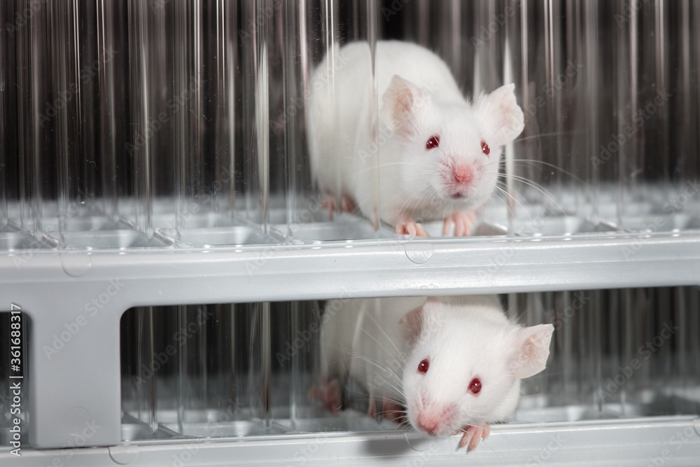 Mice play on tube rack in laboratory, with black background Stock Photo ...