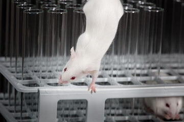 Wall Mural - Mice play on tube rack in laboratory, with black background