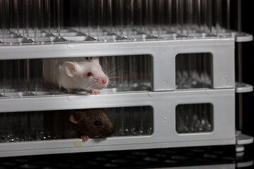 Wall Mural - Mice play on tube rack in laboratory, with black background