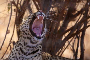 Wall Mural - The leopard (Panthera pardus), portrait at sunset. Leopard yawns in a yellow dry bush in a South African savannah.