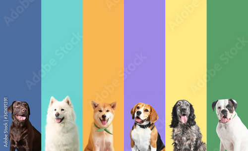 Cuadros en Lienzo Collage of photos with different dogs