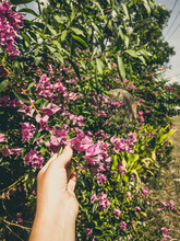 Pink Tropical Exotic Bougainvillea Flower In Girl's Hand With Puple Bracelet On A Background Of Blue Sky And Green Leaf. Vintage And Faded Matt Style Colour In Tinted Photo With Copy Space