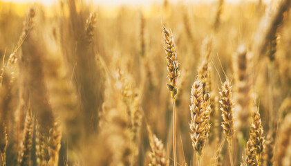 Wall Mural - The field with wheat on sunset