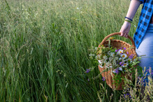 In The Hands Of A Young Girl, A Basket With A Bouquet Of Wild Flowers In Close-up Against A Background Of Tall Green Grass. Space For Your Text
