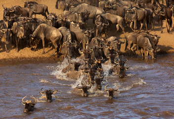 wildebeests crossing the mara river, kenya