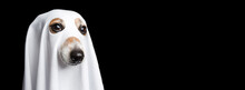 Halloween Cute Ghost Portrait. Funny Dog On Black Background In Funny Carnival Costume Made White Sheet. Adorable Pup Muzzle Close Up. Small Pet Joke Trick Or Treat Evening. Horizontal Long Banner