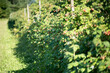 Raspberry plantation. Rows of bushes with raspberries. Good harvest.