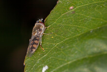 Hover Fly (Melangyna Viridiceps) With Pollen Remnants On A Leaf