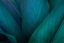 Closeup Nature View Of Green Leaf On Background, Fresh Wallpaper Banner Concept