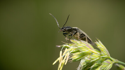 insecta, natur, makro, badgered, fliege, tier, green, wild lebende tiere, blatt, 