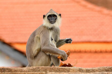 Monkey In The Town. Wildlife Of Sri Lanka. Common Langur, Semnopithecus Entellus, Monkey On The Orange Brick Building, Urban Wildlife. Wild City Animal, Asia.