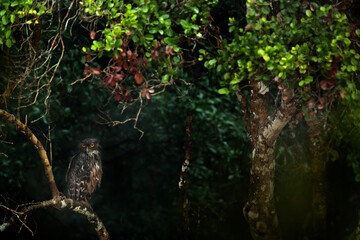 Wall Mural - Sri Lanka, Wilpattu national park, Brown fish ow, Bubo zeylonensis or Ketupa zeylonensis, hidden in the forest. Owl sitting on the tree, rainny day in nature. Wildlife Sri Lanka.