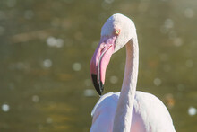 Greater Flamingo Portrait, Pink Flamingo Portrait (Phoenicopterus Roseus)